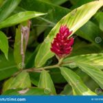 pianta-dello-zenzero-rosso-di-alpinia-purpurata-133137922