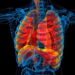 Chest-Organs-Rendering-777x518