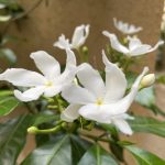 Pinwheel-Flower-777x583