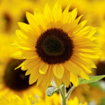 girasole