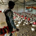 h10n3-influenza-aviaria-cina-2