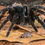 spider_frog_symbiosis_peru8