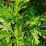 71iZ4dyjaaL._AC_SX466_