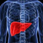 Fegato-rigenerazione