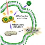Shutting-Down-Cancer-Cells