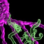 the-twinkle-and-the-br