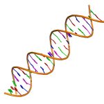 1-dna