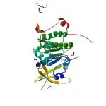 PBB_Protein_BRCA2_image