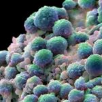 new-brca-targeting-dru