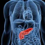pancreas