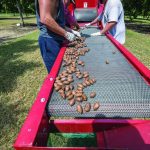 pecan-enriched-diet-sh