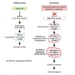 scientists-uncover-key