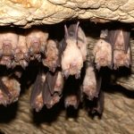070921_EG_COVID-bat-protein_feat