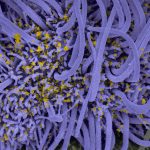 072121_eg_covid-cilia_feat_rev-1030x580