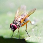 1-fruitfly