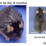 eating-less-fat-may-sa
