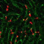 new-nano-particles-sup