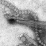 covid-pandemic-may-hav