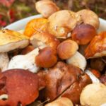 funghi-800-ok