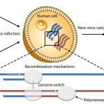 mechanism-underlying-t