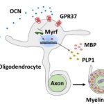 researchers-reveal-mec-2