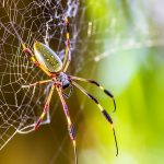 1030_LEM_spider_golden_orb_weaver_feat