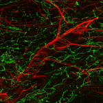 Mouse_Blood_Brain_Barrier