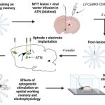 new-brain-hub-for-memo