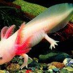 axolotl_01