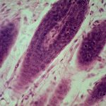 c8c87f5b69d694237ea956486d83901c