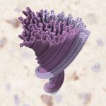 first-detailed-images