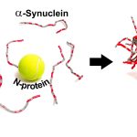 sars-cov-2-protein-int (1)