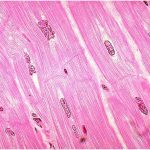 tessuto_muscolare_cardiaco_in_sezione_longitudinale