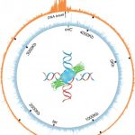 161118-PROTEINS-img-lg-1bjffna-310x383