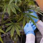 A worker inspects cannabis plants growing in a greenhouse at a facility