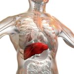 Human-Liver-777x518