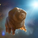 Tardigrade-in-Space-777x518