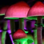 psilocybe-480x270
