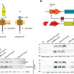 understanding-memory-l