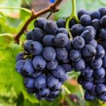 uva-fragola1-800x1000