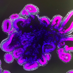 862ba0be72be277db787a3dc74b0570e