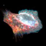 Cell-in-Pyroptosis-777x437