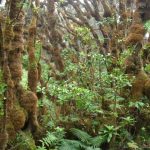 Land-Snail-Habitat-Example-777x583