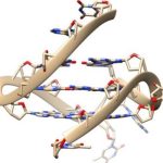 Quadruple-Helix-DNA-Structure