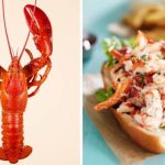 VegNews-Lobster-pkgwyg6o0ncdg5sy7jxbkvdn7wc125waz7wy0m0774