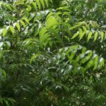 bark-of-neem-tree-may (1)