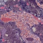 d41586-021-01546-2_19238646