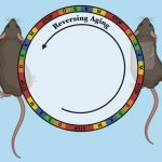 Cellular-Rejuvenation-Therapy-Safely-Reverses-Signs-of-Aging-777x673