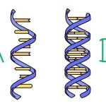 DNA-RNA-e1577112084433