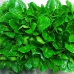 Lettuce-Produces-Bone-Stimulating-Hormone-777x455